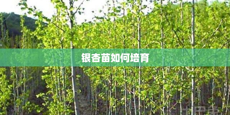 银杏苗如何培育