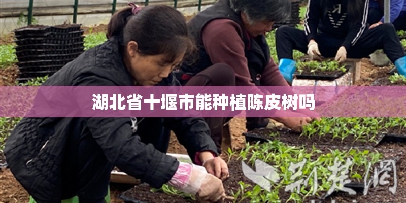 湖北省十堰市能种植陈皮树吗