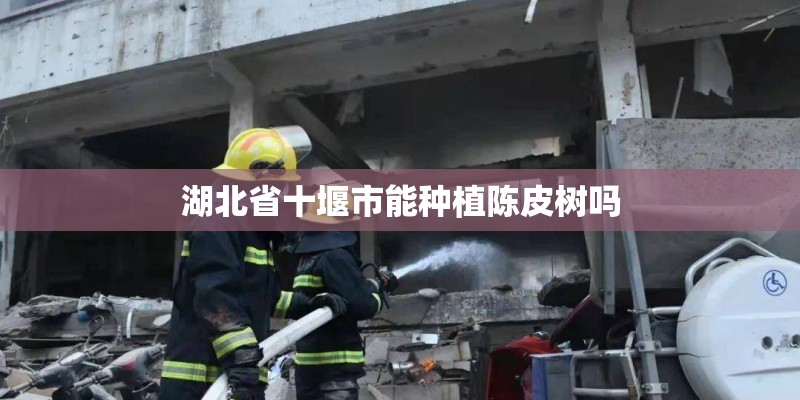 湖北省十堰市能种植陈皮树吗