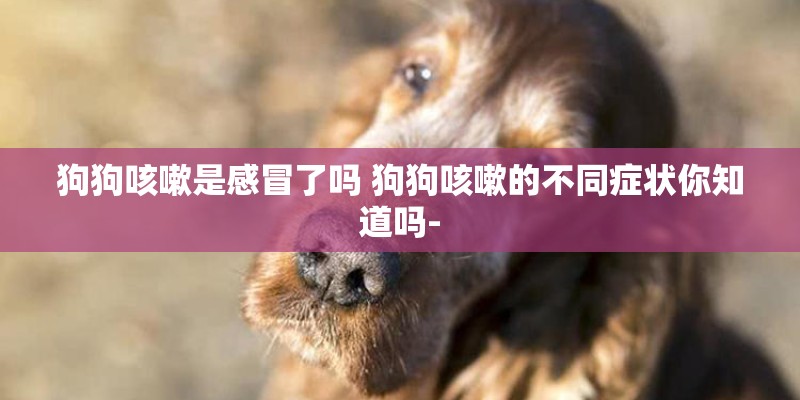 狗狗咳嗽是感冒了吗 狗狗咳嗽的不同症状你知道吗-