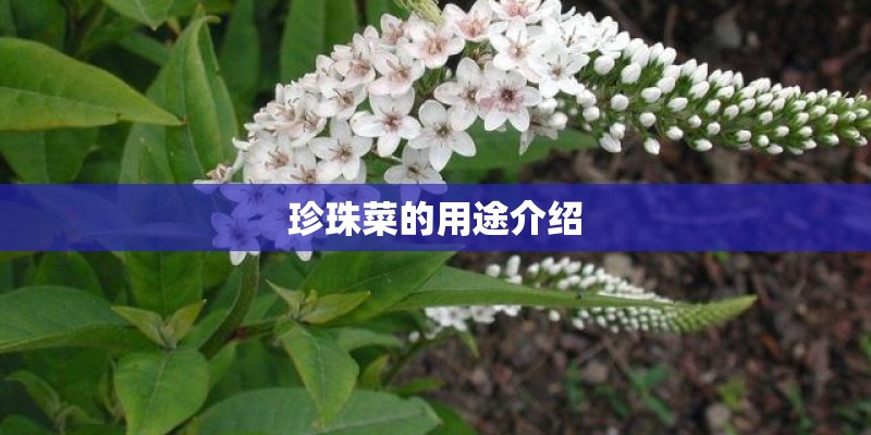 珍珠菜的用途介绍