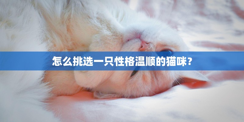 怎么挑选一只性格温顺的猫咪？