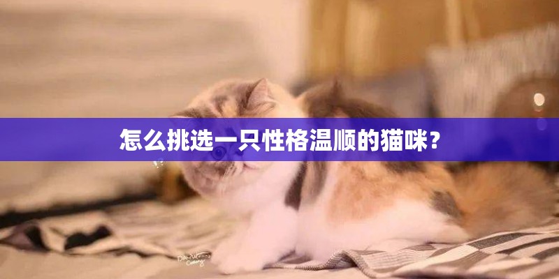 怎么挑选一只性格温顺的猫咪？