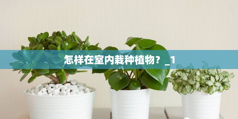 怎样在室内栽种植物？_1