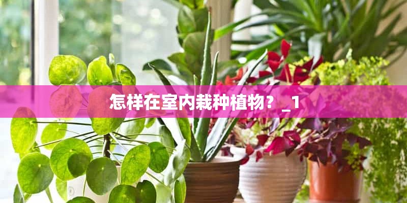 怎样在室内栽种植物？_1