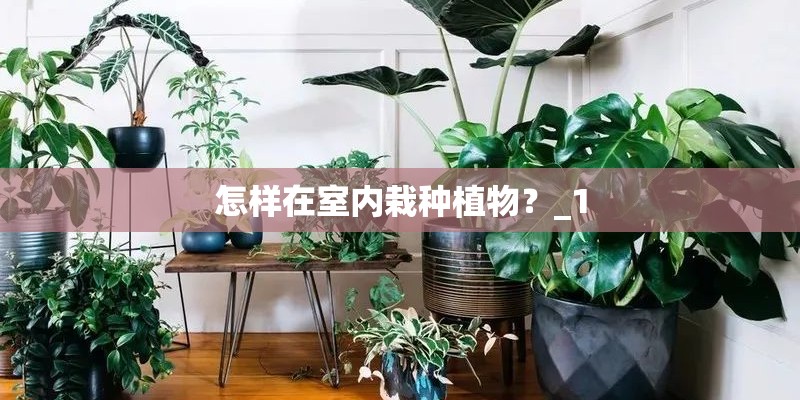 怎样在室内栽种植物？_1