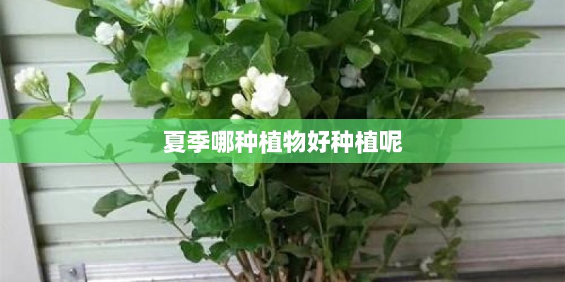 夏季哪种植物好种植呢 夏季哪种植物好种植呢