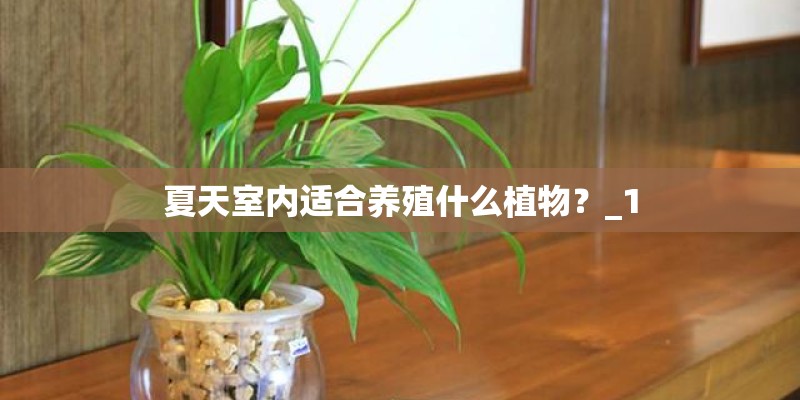 夏天室内适合养殖什么植物？_1