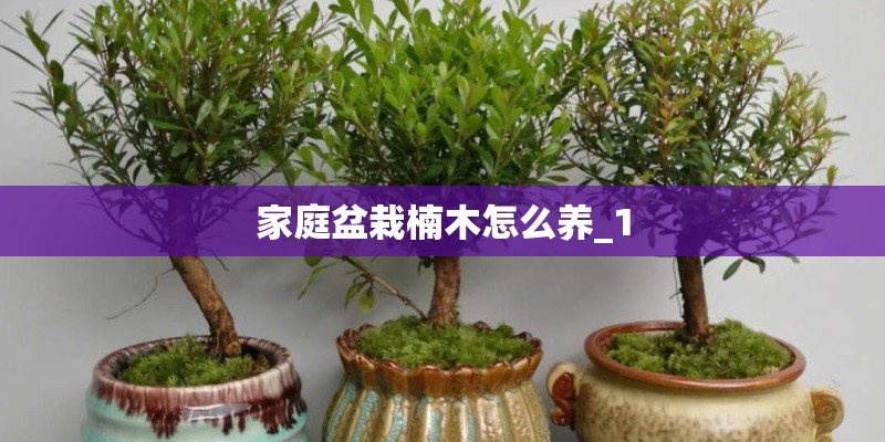 家庭盆栽楠木怎么养_1