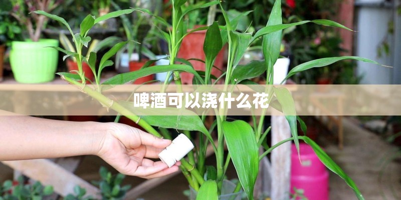 啤酒可以浇什么花