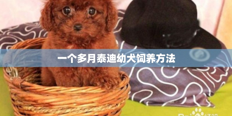 一个多月泰迪幼犬饲养方法 一个多月泰迪幼犬饲养方法