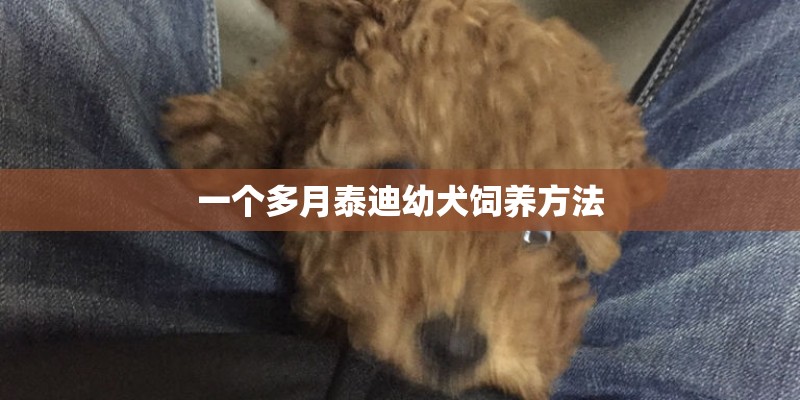 一个多月泰迪幼犬饲养方法 一个多月泰迪幼犬饲养方法