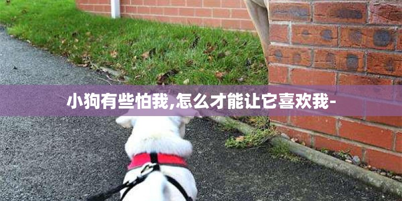 小狗有些怕我,怎么才能让它喜欢我-