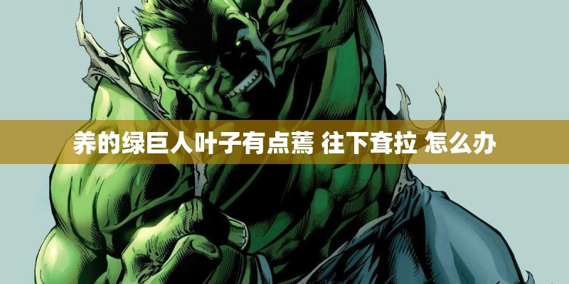 养的绿巨人叶子有点蔫 往下耷拉 怎么办