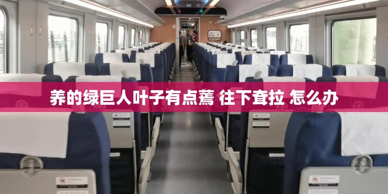 养的绿巨人叶子有点蔫 往下耷拉 怎么办