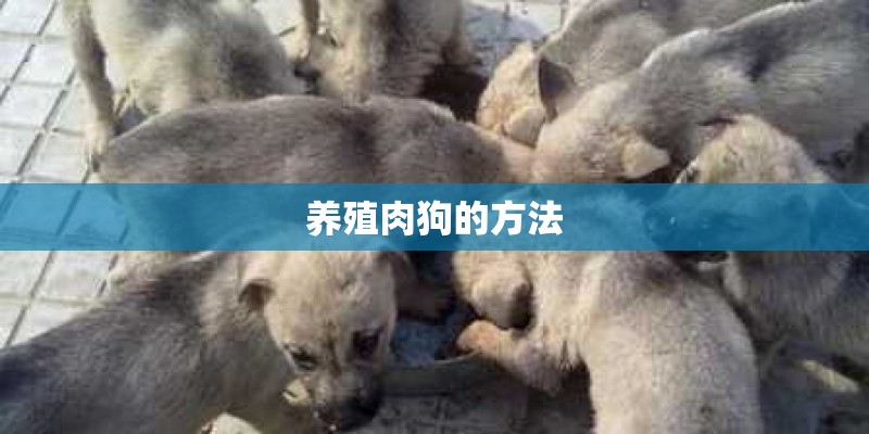 养殖肉狗的方法 养殖肉狗的方法