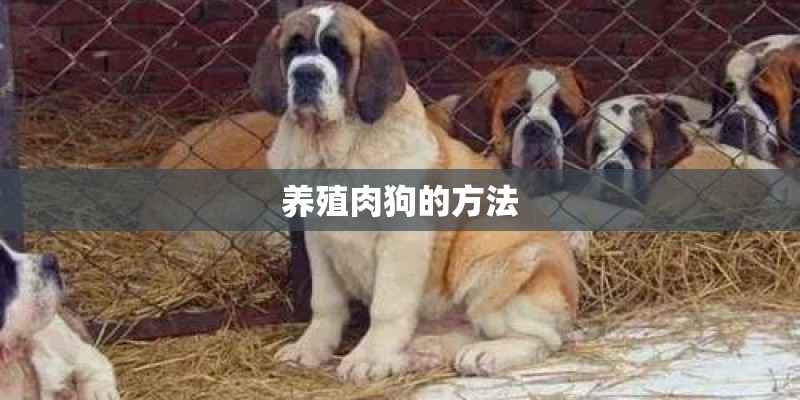 养殖肉狗的方法 养殖肉狗的方法