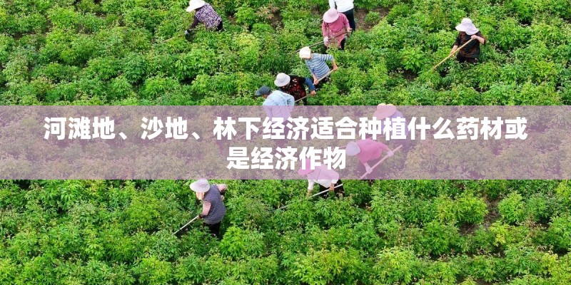 河滩地、沙地、林下经济适合种植什么药材或是经济作物