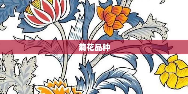 菊花品种 菊花品种