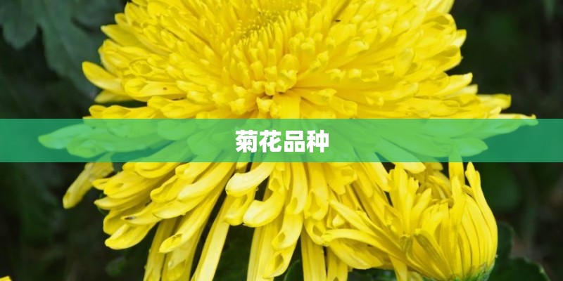 菊花品种 菊花品种
