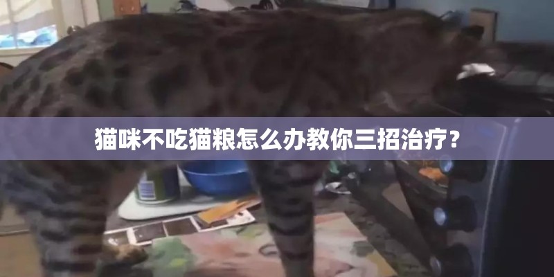 猫咪不吃猫粮怎么办教你三招治疗？
