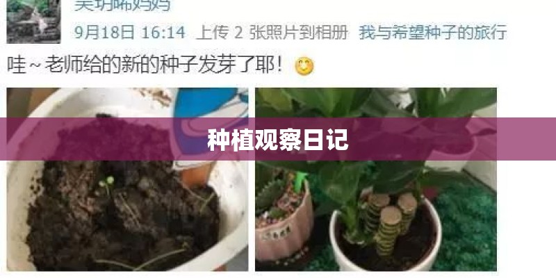 种植观察日记