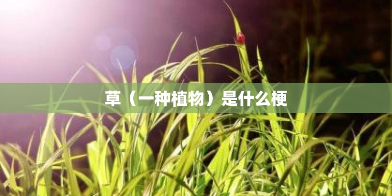草（一种植物）是什么梗
