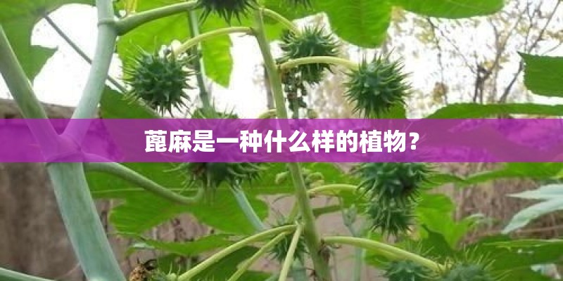 蓖麻是一种什么样的植物？