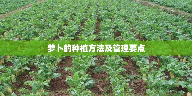 萝卜的种植方法及管理要点 萝卜的种植方法及管理要点