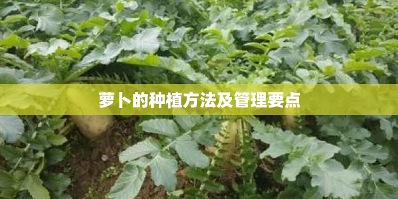 萝卜的种植方法及管理要点 萝卜的种植方法及管理要点