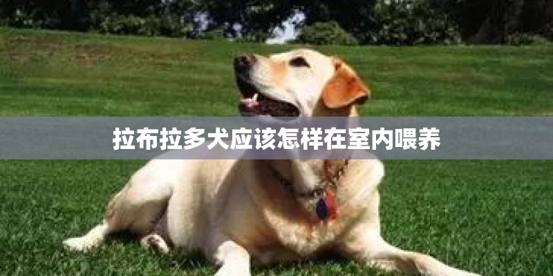 拉布拉多犬应该怎样在室内喂养