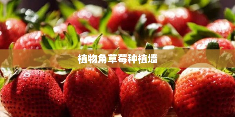 植物角草莓种植墙