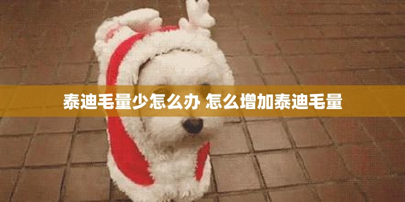 泰迪毛量少怎么办 怎么增加泰迪毛量