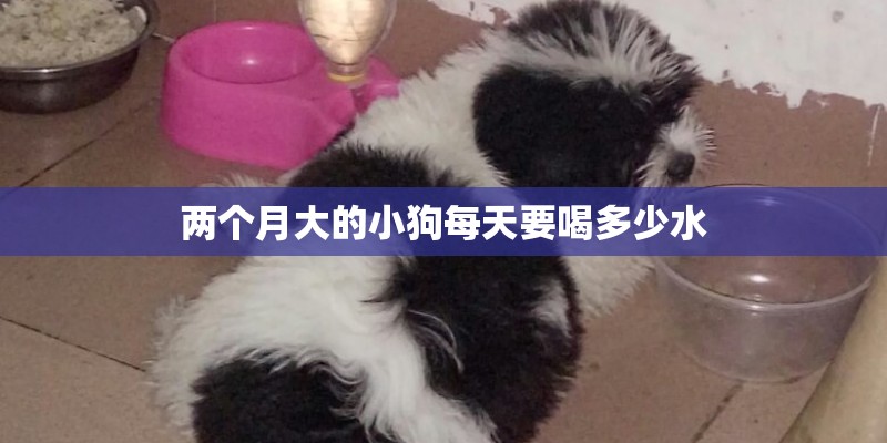 两个月大的小狗每天要喝多少水