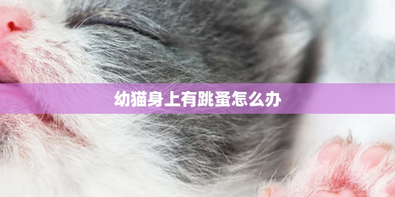 幼猫身上有跳蚤怎么办
