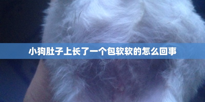 小狗肚子上长了一个包软软的怎么回事