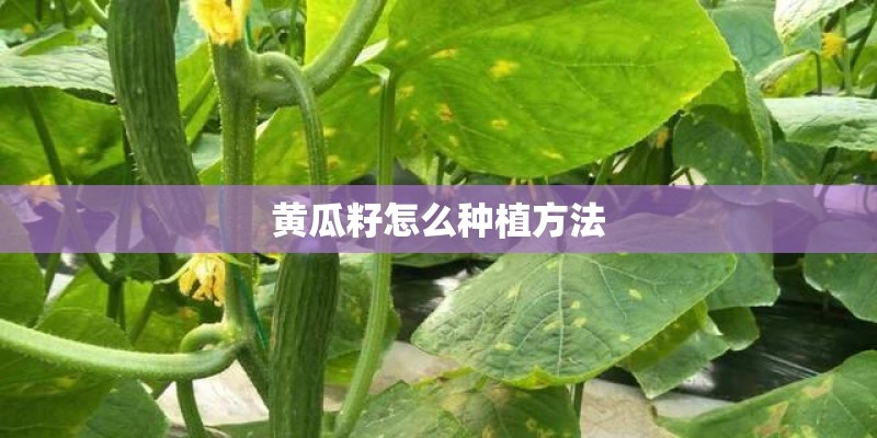 黄瓜籽怎么种植方法