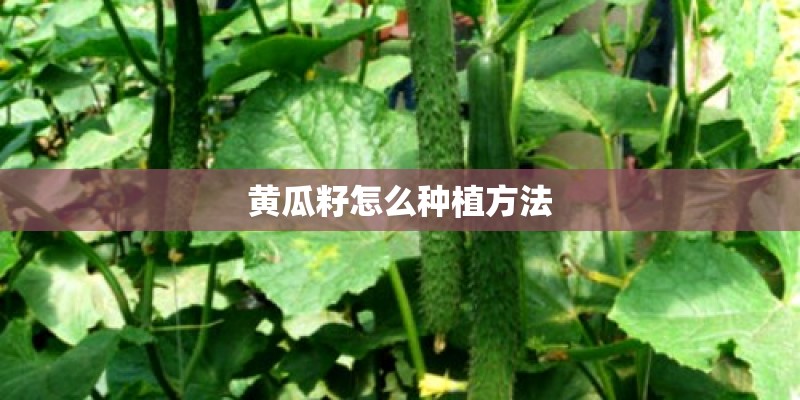 黄瓜籽怎么种植方法