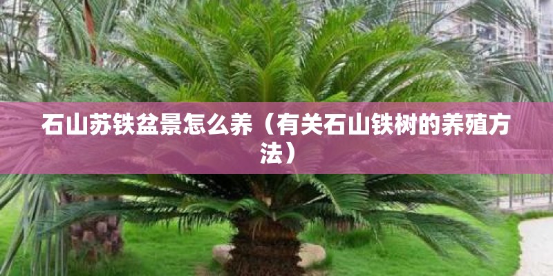 石山苏铁盆景怎么养（有关石山铁树的养殖方法）