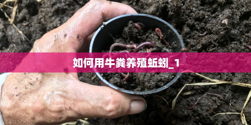 如何用牛粪养殖蚯蚓_1