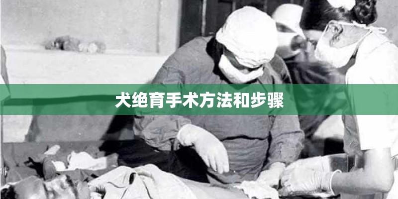 犬绝育手术方法和步骤