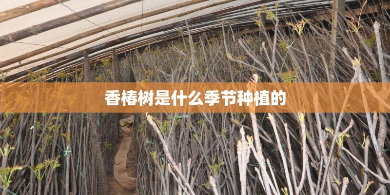 香椿树是什么季节种植的