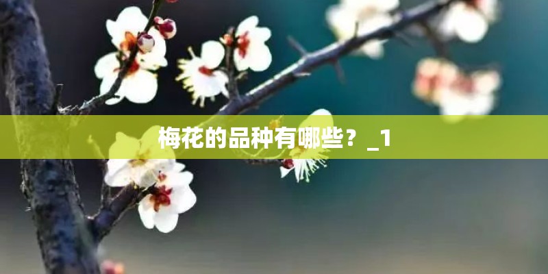 梅花的品种有哪些?_1 梅花的品种有哪些?_1