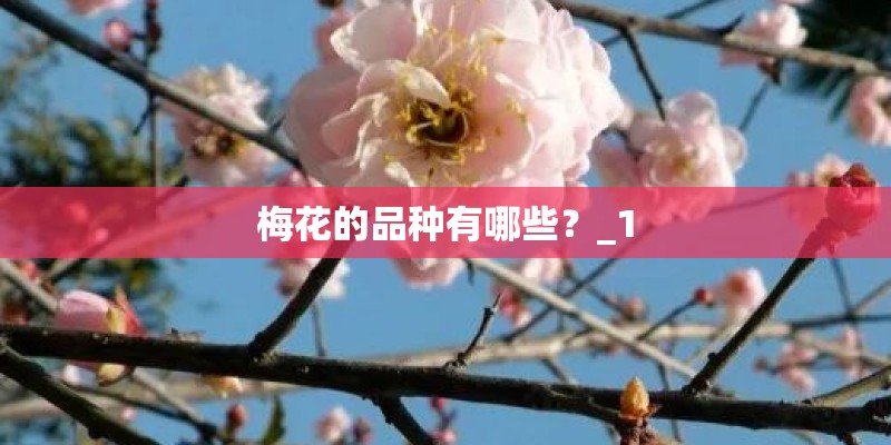 梅花的品种有哪些?_1 梅花的品种有哪些?_1