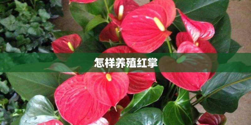 怎样养殖红掌
