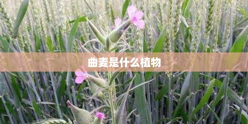 曲麦是什么植物