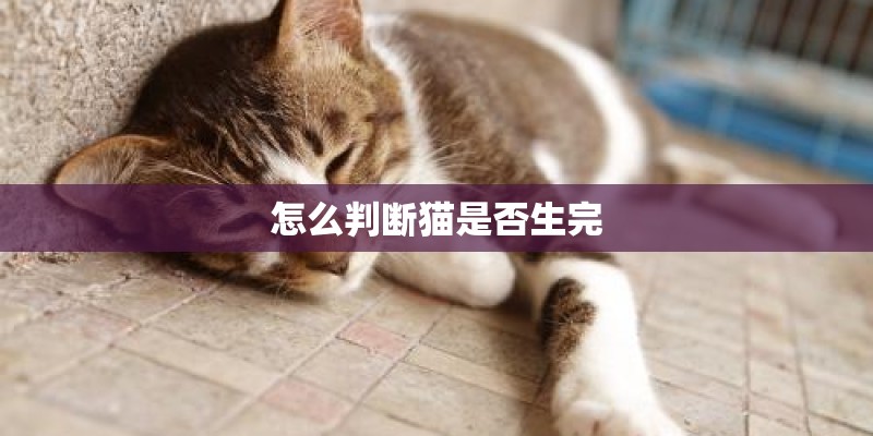 怎么判断猫是否生完