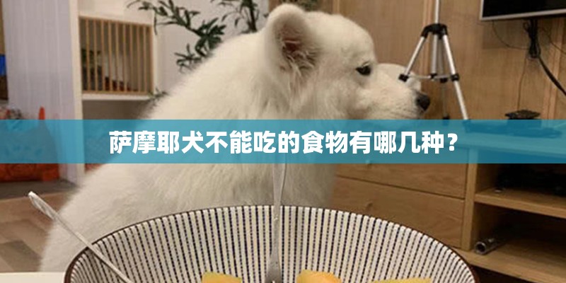 萨摩耶犬不能吃的食物有哪几种？
