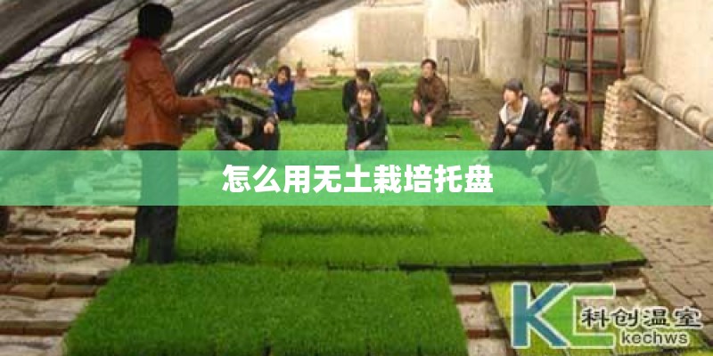 怎么用无土栽培托盘