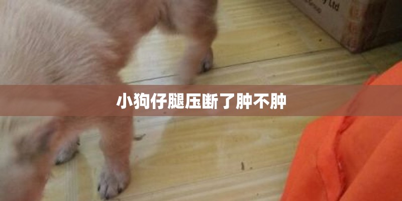 小狗仔腿压断了肿不肿